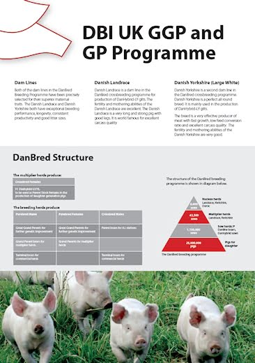 Danbred - Brochure Design